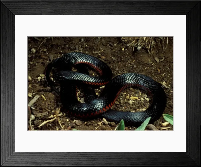 Framed Print : Red-bellied black snake Framed Print : Red-bellied black snake