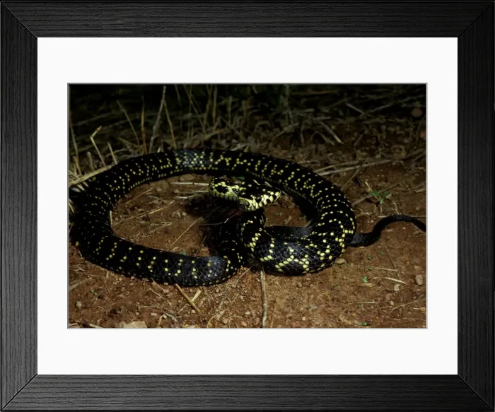 Framed Print : Broad-headed snake - endangered / vulnerable species Framed Print : Broad-headed snake - endangered / vulnerable species