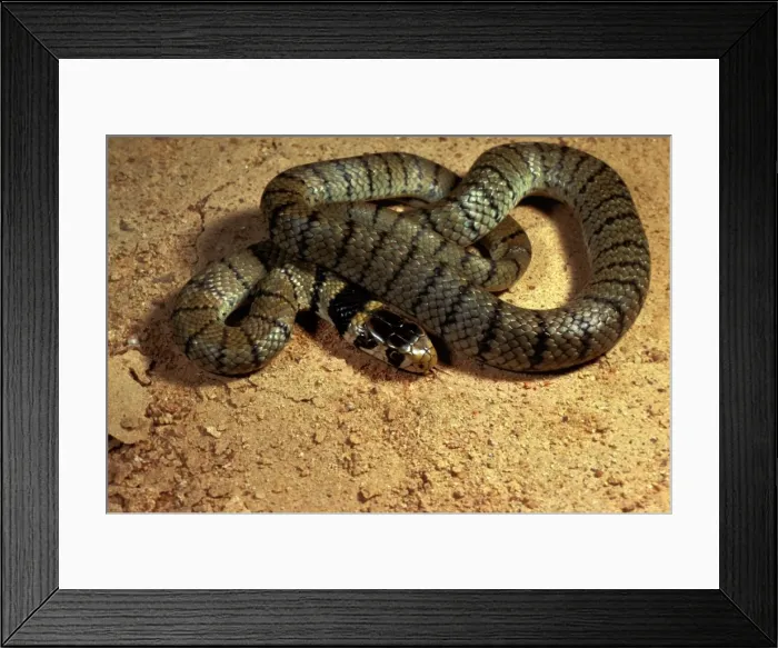 Framed Print : Eastern brown snake Framed Print : Eastern brown snake