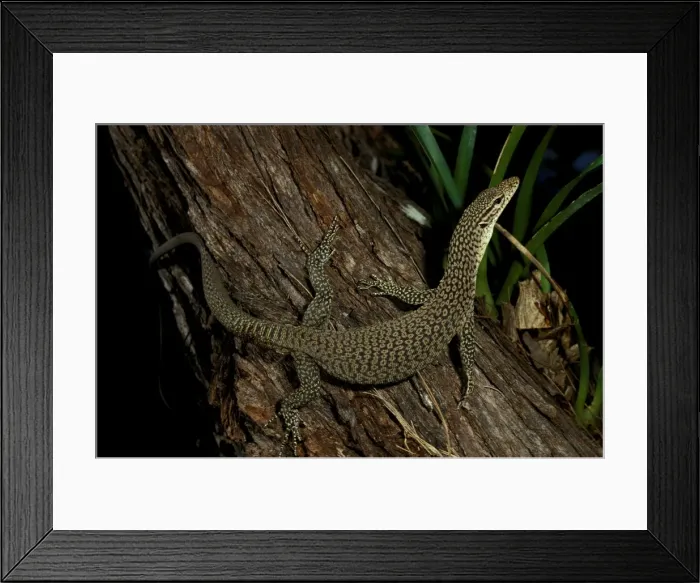Framed Print : Black-tailed / Black-headed monitor Framed Print : Black-tailed / Black-headed monitor