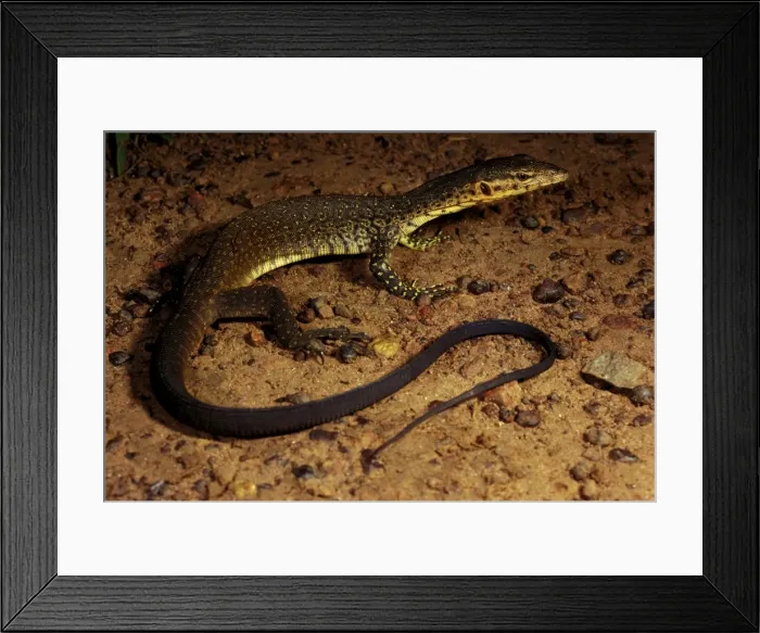 Framed Print : Mitchell's water monitor Framed Print : Mitchell's water monitor