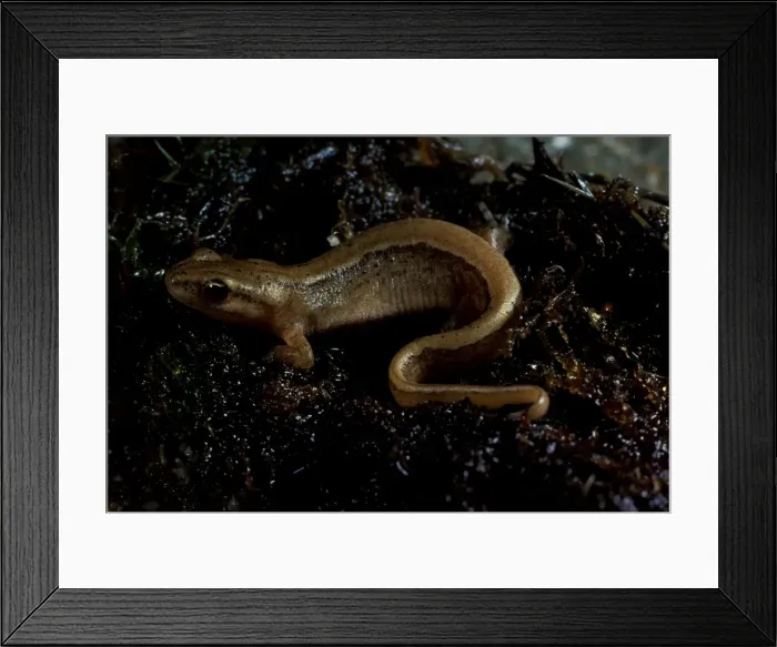 Framed Print : Smooth or Common newt. Grows to about 10 cm or 4 ins Framed Print : Smooth or Common newt. Grows to about 10 cm or 4 ins