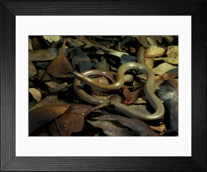 Framed Print : Granite / Pink-tailed worm lizard - vulnerable species. Eats only ants Framed Print : Granite / Pink-tailed worm lizard - vulnerable species. Eats only ants