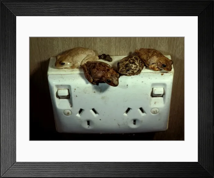 Framed Print : Roths tree frogs Framed Print : Roths tree frogs