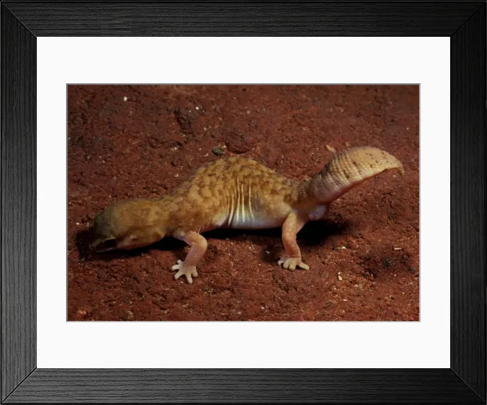Framed Print : Fat-tailed gecko Framed Print : Fat-tailed gecko