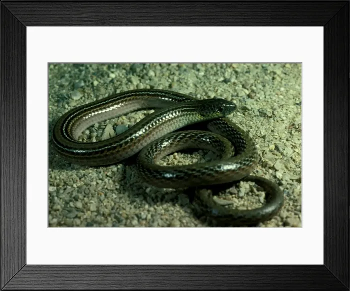 Framed Print : Striped legless lizard - endangered  /  vulnerable species