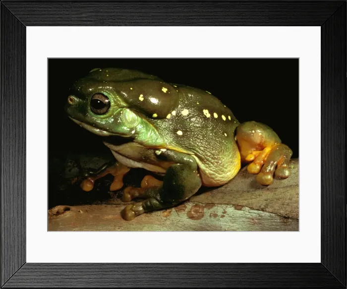 Framed Print : Magnificent tree frog - showing skin gland. Large, 12 cm. Discovered in 1975, rarely seen Framed Print : Magnificent tree frog - showing skin gland. Large, 12 cm. Discovered in 1975, rarely seen