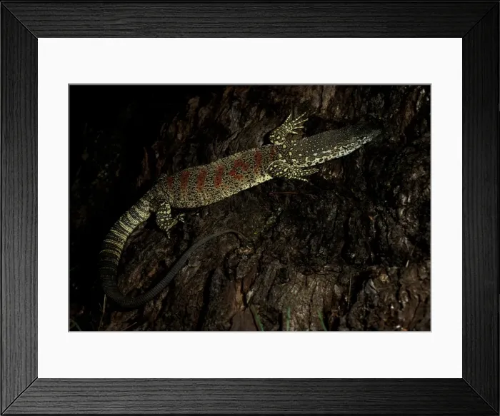 Framed Print : Spotted / Red-blotched tree monitor Framed Print : Spotted / Red-blotched tree monitor