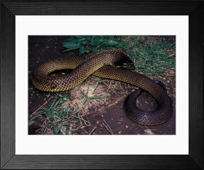 Framed Print : Tasmanian tiger snake - dangerous Framed Print : Tasmanian tiger snake - dangerous