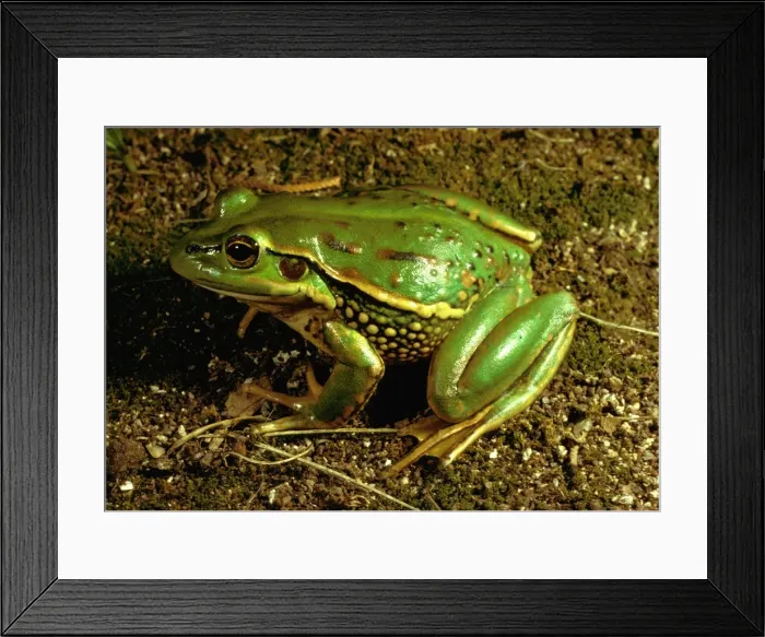 Framed Print : Yellow-spotted tree frog - vulnerable species Framed Print : Yellow-spotted tree frog - vulnerable species