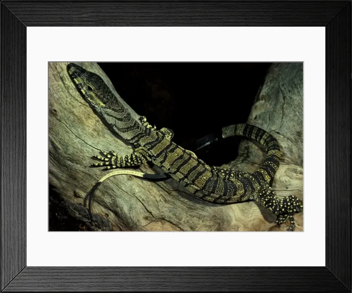 Framed Print : Lace monitor lizard Framed Print : Lace monitor lizard