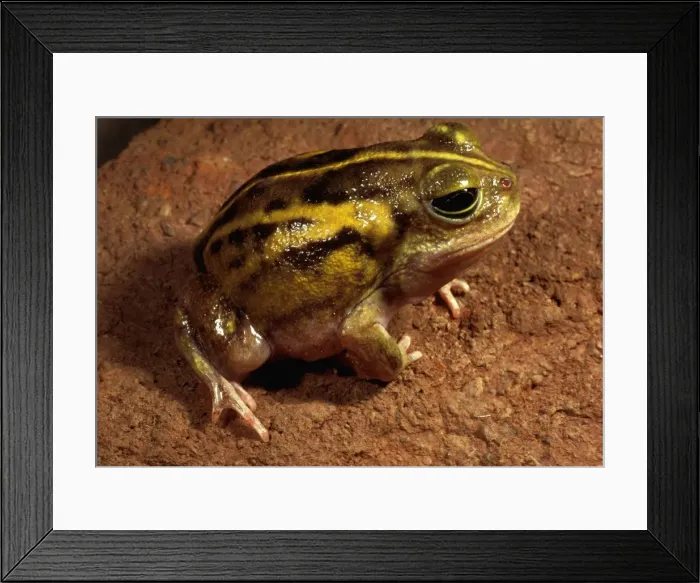 Framed Print : Goldfields bullfrog Framed Print : Goldfields bullfrog