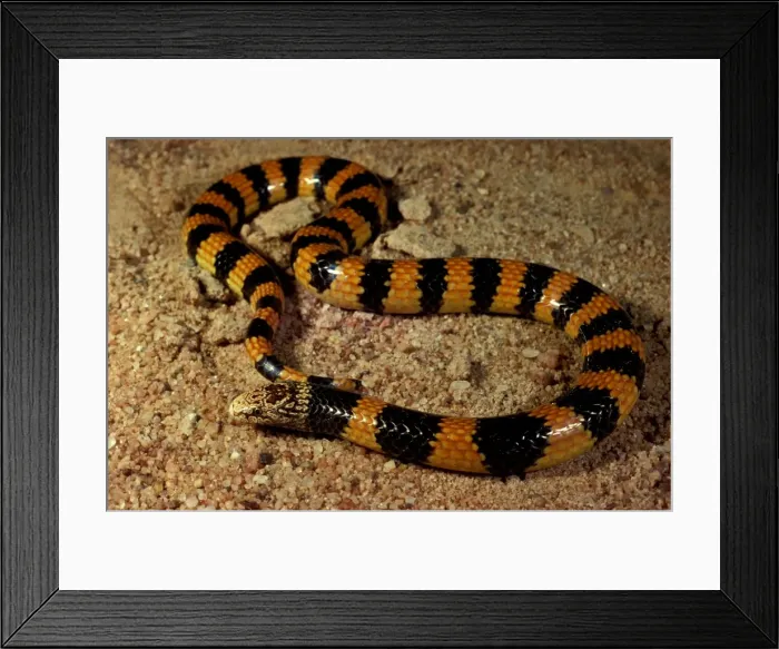 Framed Print : Southern desert banded snake Framed Print : Southern desert banded snake