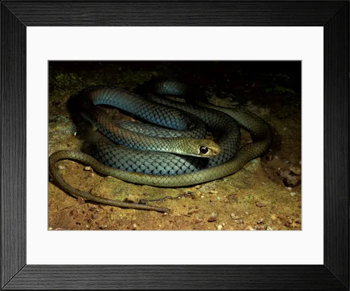 Framed Print : Yellow-faced whipsnake. Not dangerous though if large its bite can cause pain Framed Print : Yellow-faced whipsnake. Not dangerous though if large its bite can cause pain