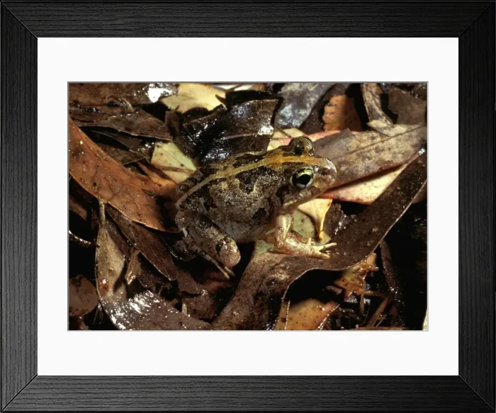 Framed Print : Ornate burrowing frog Framed Print : Ornate burrowing frog