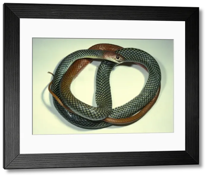 Framed Print : Yellow-faced whipsnake - a subspecies noted for communal nesting Framed Print : Yellow-faced whipsnake - a subspecies noted for communal nesting