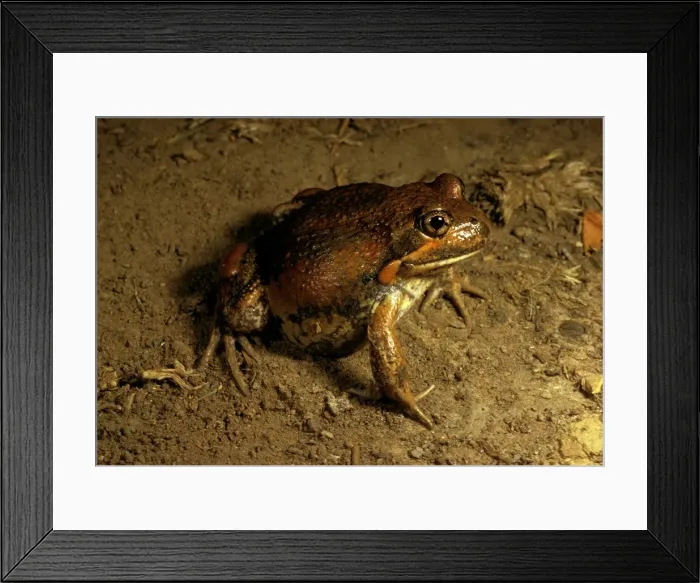 Framed Print : Eastern / Dumerils banjo frog Framed Print : Eastern / Dumerils banjo frog