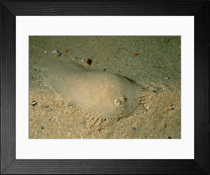 Framed Print : Elongated Flounder, Ammotretis elongatus, a flounder found in shallow coastal bays in southern Australia, Edithburgh, South Australia, Australia, Southern Ocean Framed Print : Elongated Flounder, Ammotretis elongatus, a flounder found in shallow coastal bays in southern Australia, Edithburgh, South Australia, Australia, Southern Ocean