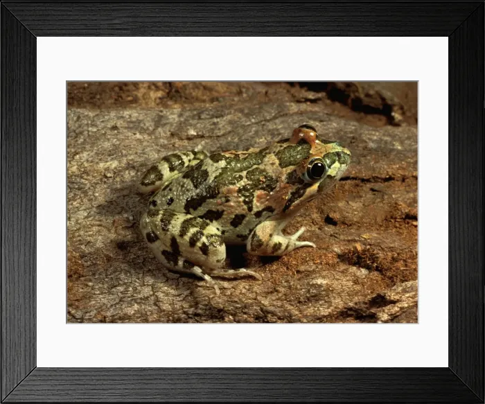 Framed Print : Long-thumbed / Barking frog Framed Print : Long-thumbed / Barking frog