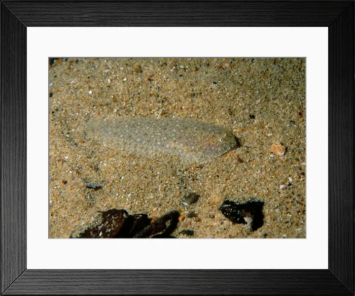 Framed Print : Southern Sole, Aseraggodes haackeanus, a small sole found commonly in south Australia's gulfs but rarely elsewhere, Edithburgh, South Australia, Australia, Southern Ocean Framed Print : Southern Sole, Aseraggodes haackeanus, a small sole found commonly in south Australia's gulfs but rarely elsewhere, Edithburgh, South Australia, Australia, Southern Ocean