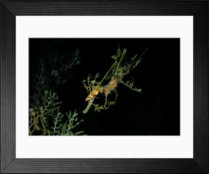 Framed Print : Leafy Seadragon, Phycodorus eques, a Juvenile Seadragon, Wool Bay, South Australia, Australia, Southern Ocean Framed Print : Leafy Seadragon, Phycodorus eques, a Juvenile Seadragon, Wool Bay, South Australia, Australia, Southern Ocean