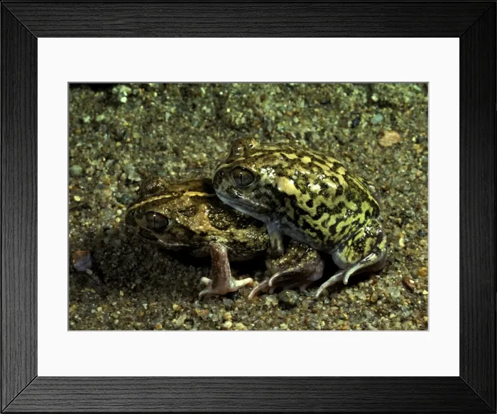 Framed Print : Sudells / Miaowing frog - in amplexus Framed Print : Sudells / Miaowing frog - in amplexus