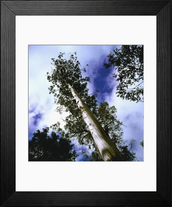 Framed Print : JFH00293. AUS-1105. Tasmanian swamp gum - at 87m Framed Print : JFH00293. AUS-1105. Tasmanian swamp gum - at 87m