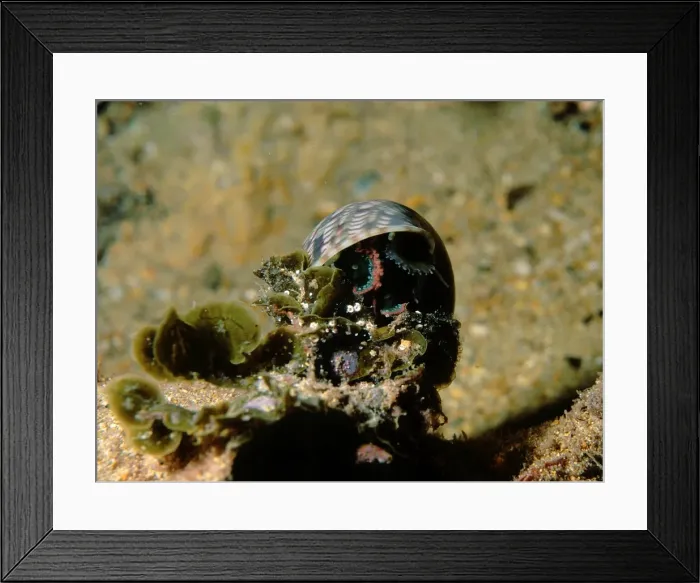 Framed Print : Pheasant Shell, Phasianella australis, a common gastropod found in shallow waters, Edithburgh, South Australia, Australia, Southern Ocean Framed Print : Pheasant Shell, Phasianella australis, a common gastropod found in shallow waters, Edithburgh, South Australia, Australia, Southern Ocean
