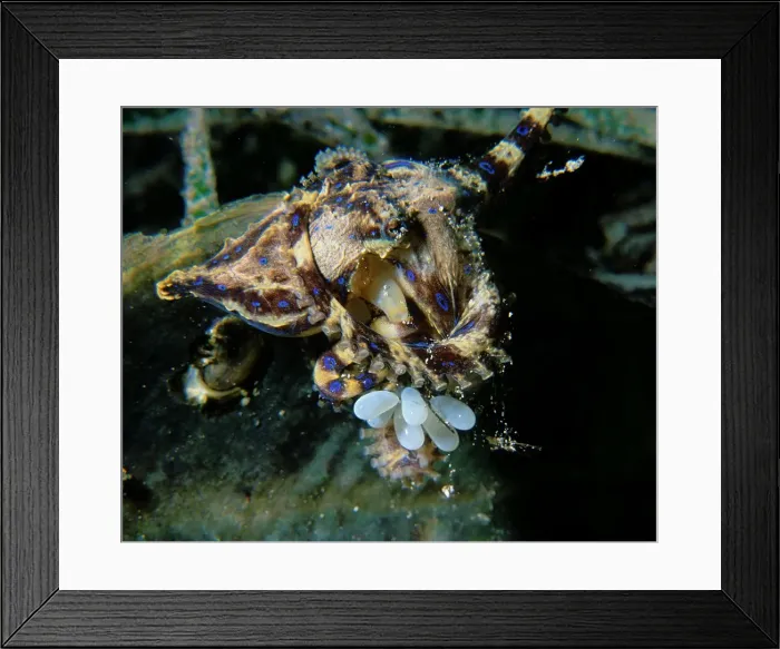 Framed Print : Southern Blue Ring Octopus, Hapalochlaena maculosa, a Female Blue Ring Octopus with eggs, Edithburgh, South Australia, Australia, Southern Ocean Framed Print : Southern Blue Ring Octopus, Hapalochlaena maculosa, a Female Blue Ring Octopus with eggs, Edithburgh, South Australia, Australia, Southern Ocean