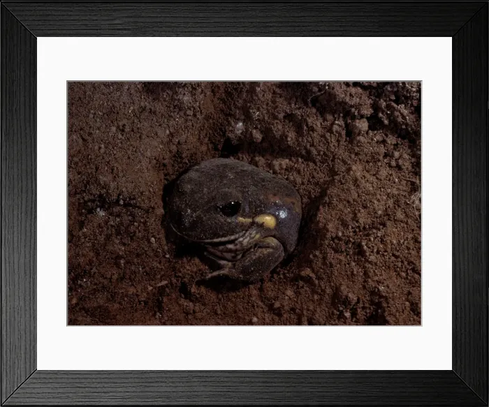 Framed Print : Eastern / Dumerils banjo frog Framed Print : Eastern / Dumerils banjo frog