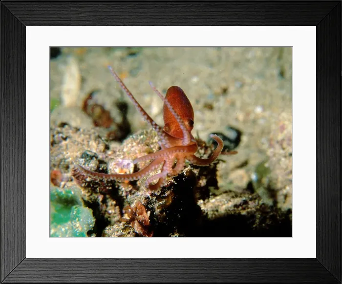 Framed Print : Velvet octopus, Grimpella thaumastocheir, a baby velvet octopus, Edithburgh, South Australia, Australia, Southern Ocean Framed Print : Velvet octopus, Grimpella thaumastocheir, a baby velvet octopus, Edithburgh, South Australia, Australia, Southern Ocean