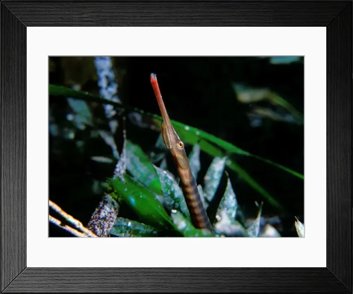 Framed Print : Spotted Pipefish, Stigmatopora argus, A spotted pipefish with an Isopod Parasite attached to its lower jaw, Port Hughes, South Australia, Australia, Southern Ocean Framed Print : Spotted Pipefish, Stigmatopora argus, A spotted pipefish with an Isopod Parasite attached to its lower jaw, Port Hughes, South Australia, Australia, Southern Ocean