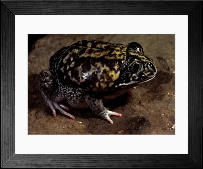 Framed Print : Moaning frog - Has calluses on heels for digging into earth behind it. Screams when alarmed