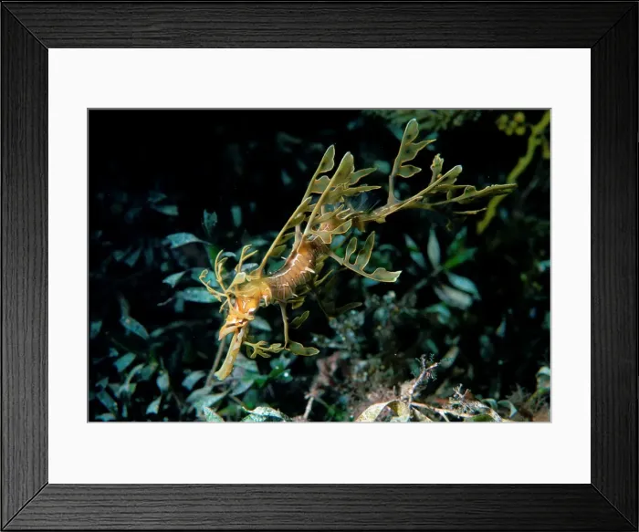 Framed Print : Leafy Seadragon, Phycodorus eques, a Juvenile Seadragon, Wool Bay, South Australia, Australia, Southern Ocean Framed Print : Leafy Seadragon, Phycodorus eques, a Juvenile Seadragon, Wool Bay, South Australia, Australia, Southern Ocean