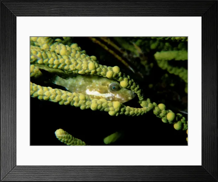 Framed Print : Bridled Leatherjacket, Acanthaluteres spilomelanurus, A juvenile female of this species hiding near corkweed at night, Moonta Bay, South Australia, Australia, Southern Ocean Framed Print : Bridled Leatherjacket, Acanthaluteres spilomelanurus, A juvenile female of this species hiding near corkweed at night, Moonta Bay, South Australia, Australia, Southern Ocean
