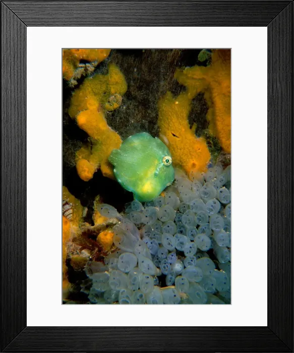 Framed Print : Pygmy Leatherjacket, Brachaluteres jacksonianus, A Pygmy Leatherjacket hiding near jetty pylon, Moonta Bay, South Australia, Australia, Southern Ocean Framed Print : Pygmy Leatherjacket, Brachaluteres jacksonianus, A Pygmy Leatherjacket hiding near jetty pylon, Moonta Bay, South Australia, Australia, Southern Ocean