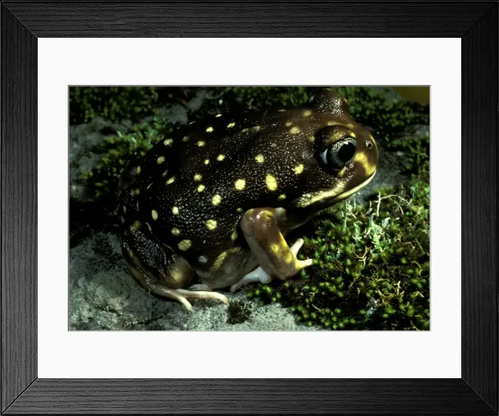 Framed Print : Western spotted / White-spotted burrowing frog Framed Print : Western spotted / White-spotted burrowing frog