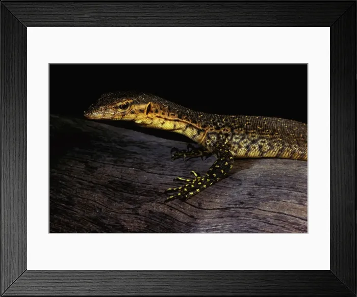 Framed Print : Mitchell's water monitor