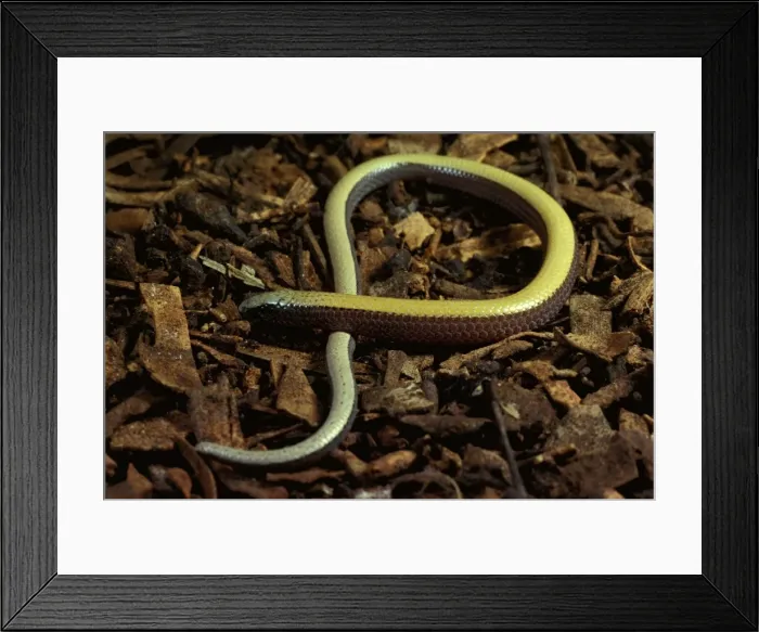 Framed Print : Bronzeback snake-lizard - legless lizard; swims through leaf litter and sand; vulnerable species Framed Print : Bronzeback snake-lizard - legless lizard; swims through leaf litter and sand; vulnerable species