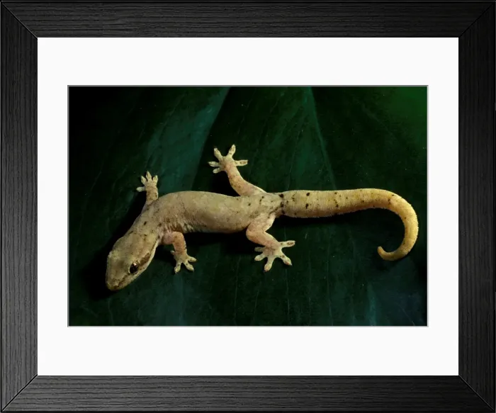 Framed Print : Mourning  /  Common smooth-scaled gecko
