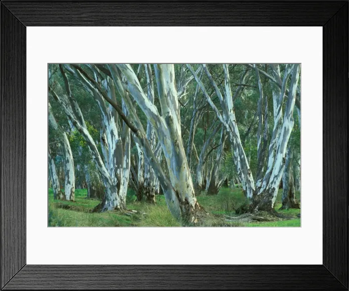 Framed Print : River Red Gums Flinders Ranges National Park, South Australia DZP00266 Framed Print : River Red Gums Flinders Ranges National Park, South Australia DZP00266
