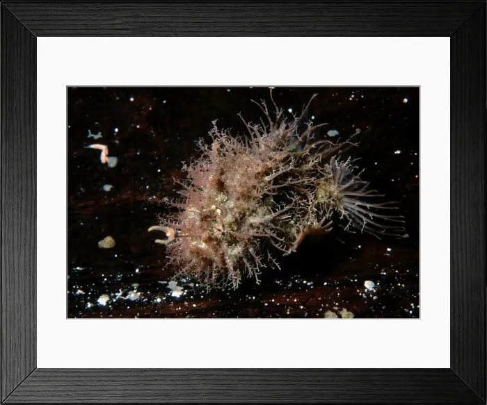 Framed Print : Tasselled Anglerfish - juvenile about 2 cm long, Edithburgh, Yorke Peninsula, South Australia TED00468 Framed Print : Tasselled Anglerfish - juvenile about 2 cm long, Edithburgh, Yorke Peninsula, South Australia TED00468