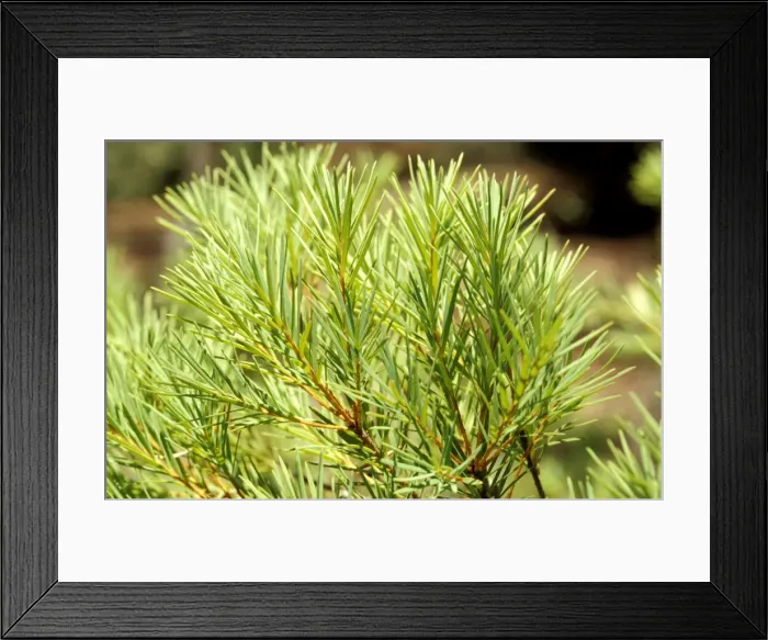 Framed Print : Tea-tree - source of tea-tree oil; leaves Canberra, Australian Capital Territory, Australia MPM00208 Framed Print : Tea-tree - source of tea-tree oil; leaves Canberra, Australian Capital Territory, Australia MPM00208