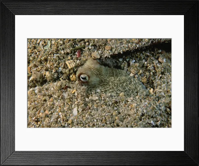 Framed Print : Southern Keeled Octopus - half buried in sand, has altered colouration to closely match its surroundings Edithburgh, Yorke Peninsula, South Australia TED00341