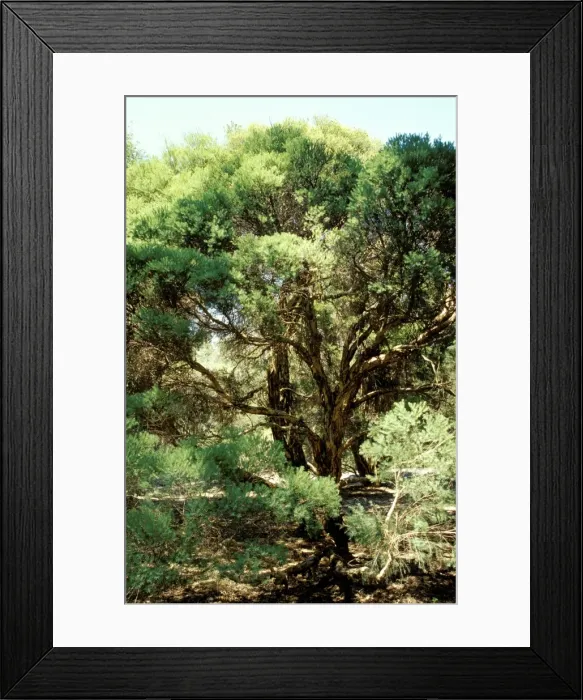 Framed Print : Tea-tree - source of tea-tree oil Australian National Botanic Gardens, Canberra, Australian Capital Territory MPM00208 Framed Print : Tea-tree - source of tea-tree oil Australian National Botanic Gardens, Canberra, Australian Capital Territory MPM00208