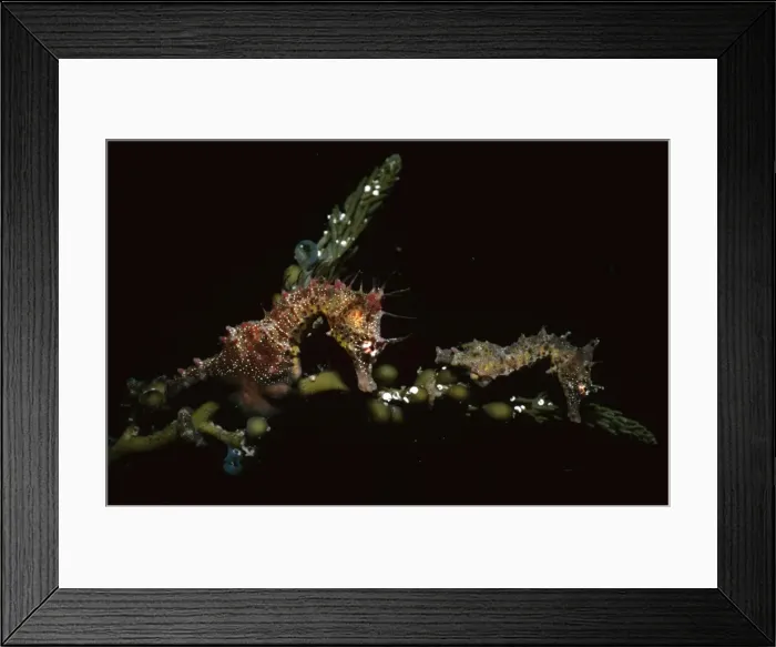 Framed Print : Short-headed Seahorses - courting pair (male on left) fam: Syngnathidae Edithburgh, Yorke Peninsula, South Australia KGH00698 Framed Print : Short-headed Seahorses - courting pair (male on left) fam: Syngnathidae Edithburgh, Yorke Peninsula, South Australia KGH00698
