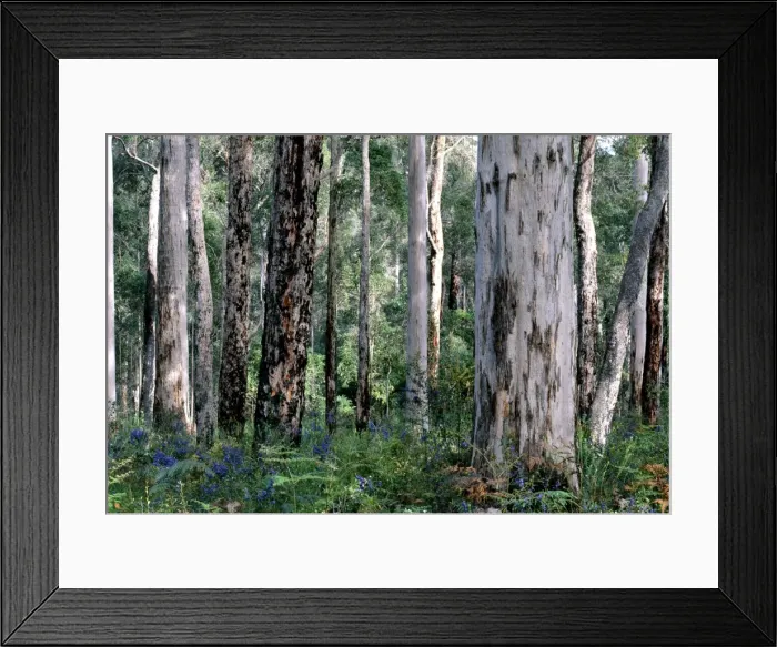 Framed Print : Karri - and Jarrah (Eucalyptus marginata) Shanon National Park, Western Australia, Australia PLA02007 Framed Print : Karri - and Jarrah (Eucalyptus marginata) Shanon National Park, Western Australia, Australia PLA02007