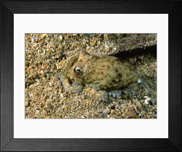 Framed Print : Southern Keeled Octopus - burying itself in sand Port Turton, South Australia TED00139 Framed Print : Southern Keeled Octopus - burying itself in sand Port Turton, South Australia TED00139