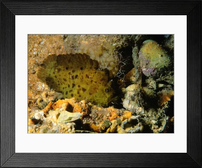 Framed Print : Smooth Anglefish, Phyllophryne scortea, unusual colour morph female with eggs, Stansbury, South Australia, Australia, Southern Ocean