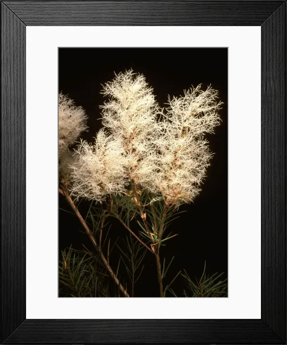 Framed Print : Tea Tree - flowers PLA01546 Framed Print : Tea Tree - flowers PLA01546